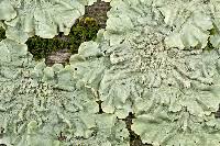 Attēlu rezultāti vaicājumam “Flavoparmelia caperata”