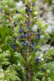 Attēlu rezultāti vaicājumam “Juniperus communis fruit”