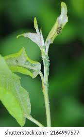 Attēlu rezultāti vaicājumam “Rhopalosiphum oxyacanthae”