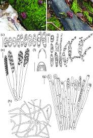 Attēlu rezultāti vaicājumam “Ascocoryne sarcoides”