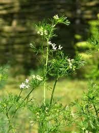 Image result for Koriander