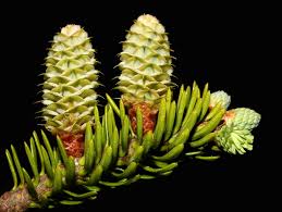 Attēlu rezultāti vaicājumam “Abies balsamea”