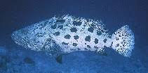 Image result for Epinephelus tukula