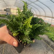 Attēlu rezultāti vaicājumam “Cribraria costata”