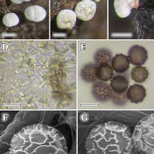 Attēlu rezultāti vaicājumam “Didymium sp.”