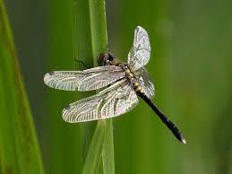 Attēlu rezultāti vaicājumam “Leucorrhinia albifrons female”
