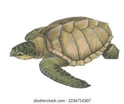 Image result for Lepidochelys olivacea