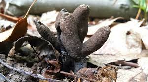 Attēlu rezultāti vaicājumam “Xylaria”