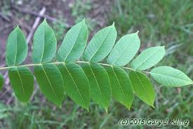 Attēlu rezultāti vaicājumam “Juglans cinerea leaf”