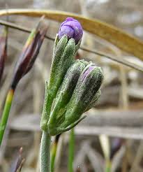 Attēlu rezultāti vaicājumam “Oenothera rubricauli bud”
