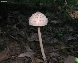 Attēlu rezultāti vaicājumam “Macrolepiota”