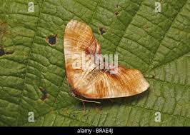 Attēlu rezultāti vaicājumam “Plagodis dolabraria”