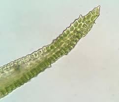 Attēlu rezultāti vaicājumam “Diderma montanum var. album stalked”