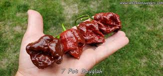 Afbeeldingsresultaat voor 7 pot hot pepper