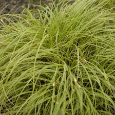Attēlu rezultāti vaicājumam “Carex caryophyllea leaf”
