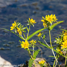 Attēlu rezultāti vaicājumam “Bidens cernua”