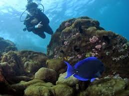 Image result for Seaquest Divers