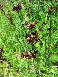 Attēlu rezultāti vaicājumam “Juncus alpinoarticulatus fruit”
