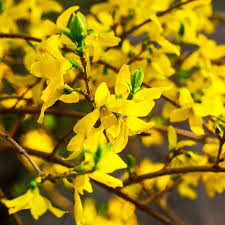 Attēlu rezultāti vaicājumam “Forsythia suspensa”