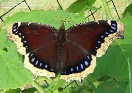 Attēlu rezultāti vaicājumam “Nymphalis antiopa underside”