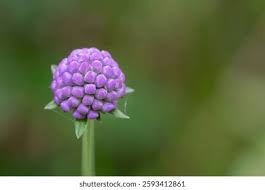 Attēlu rezultāti vaicājumam “Succisa pratensis bud”