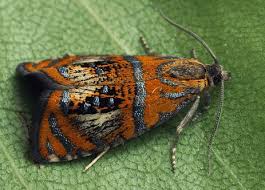 Attēlu rezultāti vaicājumam “Olethreutes arcuella”