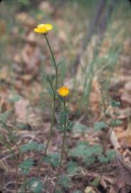Attēlu rezultāti vaicājumam “Ranunculus bulbosus flower”