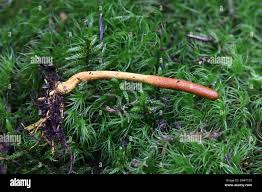 Attēlu rezultāti vaicājumam “Cordyceps ophioglossoides”