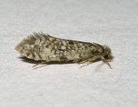 Attēlu rezultāti vaicājumam “Nemapogon cloacella”