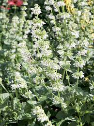 Attēlu rezultāti vaicājumam “Salvia verticillata”