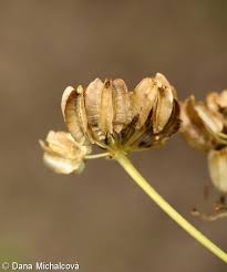 Attēlu rezultāti vaicājumam “Laserpitium latifolium bud”