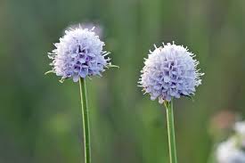 Image result for Succisella inflexa