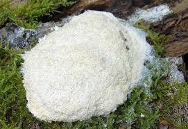 Attēlu rezultāti vaicājumam “Fuligo septica var. candida spores”