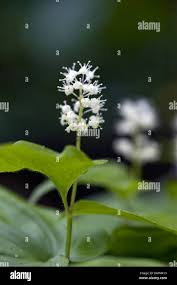 Attēlu rezultāti vaicājumam “Maianthemum bifolium”