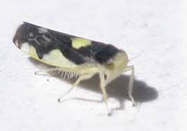 Attēlu rezultāti vaicājumam “Eupteryx vittata”