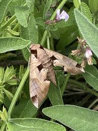 Image result for hawk moth