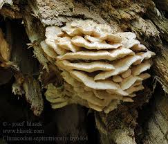 Attēlu rezultāti vaicājumam “Climacodon septentrionalis”