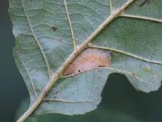 Attēlu rezultāti vaicājumam “Phyllonorycter nicellii”