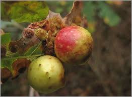 Attēlu rezultāti vaicājumam “Cynips quercusfolii”