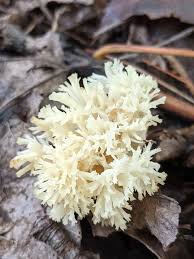 Attēlu rezultāti vaicājumam “Clavulina coralloides”