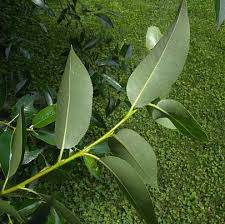 Attēlu rezultāti vaicājumam “Salix pentandra fruit”