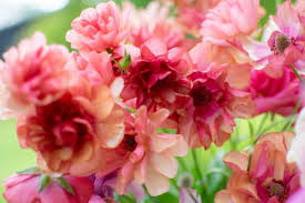 Attēlu rezultāti vaicājumam “Ranunculus elatior flower”