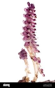 Attēlu rezultāti vaicājumam “Lathraea squamaria”