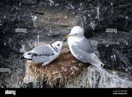 Attēlu rezultāti vaicājumam “Rissa tridactyla”