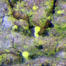 Attēlu rezultāti vaicājumam “Chaenotheca brachypoda”