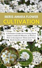 Image result for Iberis amara
