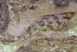 Image result for Pseudobatos lentiginosus