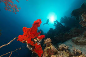 Image result for Deep and Wide Diving