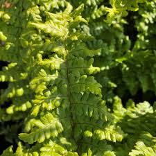 Attēlu rezultāti vaicājumam “Dryopteris affinis”