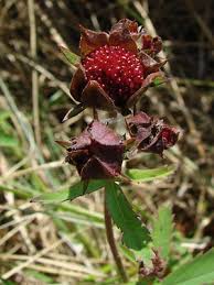 Attēlu rezultāti vaicājumam “Comarum palustre leaf”